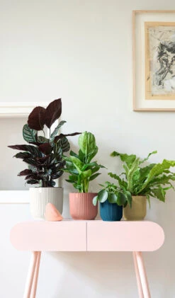 Oxalis Triangularis 'Purple Shamrock’ & Vibes Pot 27 Oxalis Triangularis 'Purple Shamrock’ & Vibes Pot -Plant Sale Store 98bb8d d52945f27ee046dfb8760213e002576a mv2 2