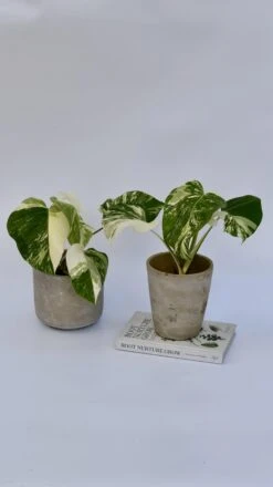 Variegated Monstera - Lots Of White Variegation 12cm X 40cm 17 Variegated Monstera - Lots Of White Variegation 12cm X 40cm -Plant Sale Store 98bb8d d5876e1173ef464d8b43824fd3c625d2 mv2