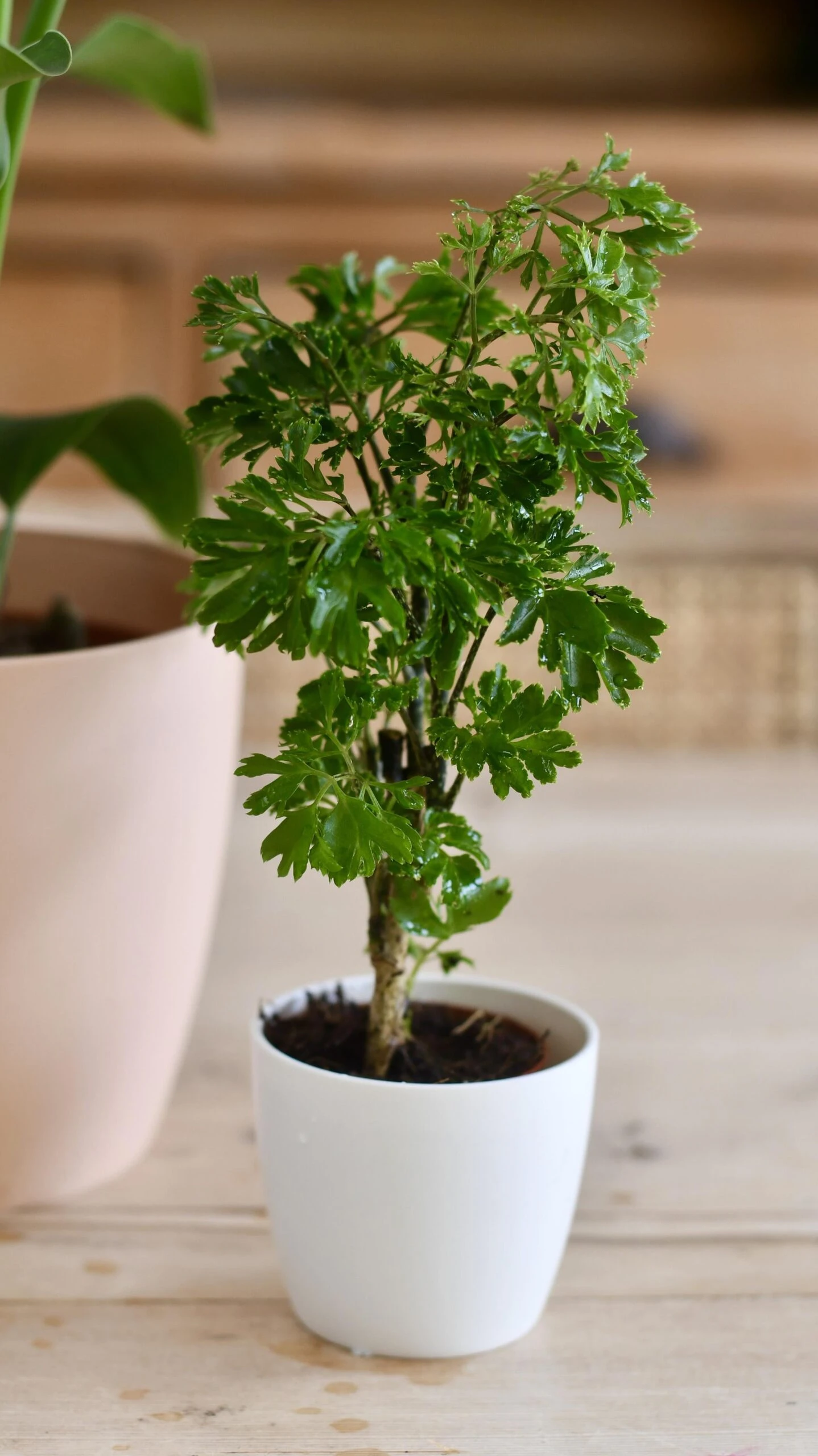 Baby Polyscias Ming Or Aralia Ming 2 Baby Polyscias Ming Or Aralia Ming - Image 2