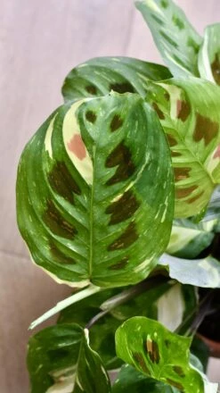 Variegated Maranta Leuconeura Kercho *rare* -Plant Sale Store 98bb8d d6c7525812244168bbdb7726b1090c80 mv2
