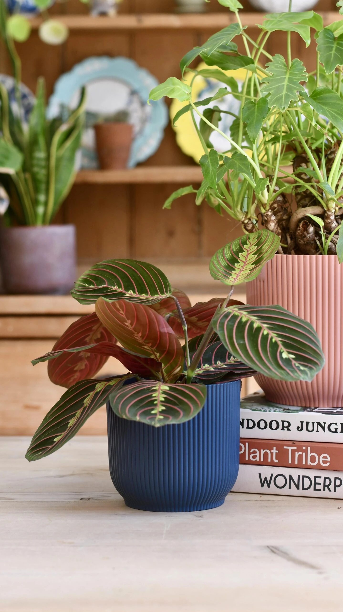 Maranta Fascinator & Vibes Pot 2 Maranta Fascinator & Vibes Pot - Image 2