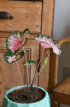 Caladium 13cm Pot 7 Caladium 13cm Pot -Plant Sale Store 98bb8d d74d9bf32fa74ede8a11bf1b01ab609b mv2