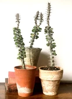 Small Alluaudia Procera *Rare*