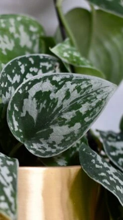 Scindapsus Pictus Argyraeus - Satin Pothos 5 Scindapsus Pictus Argyraeus - Satin Pothos -Plant Sale Store 98bb8d d9469c32bc1746148e4738e92359b6c1 mv2 c62cc1dc a2c0 4779 98f5 c8961b417a1c