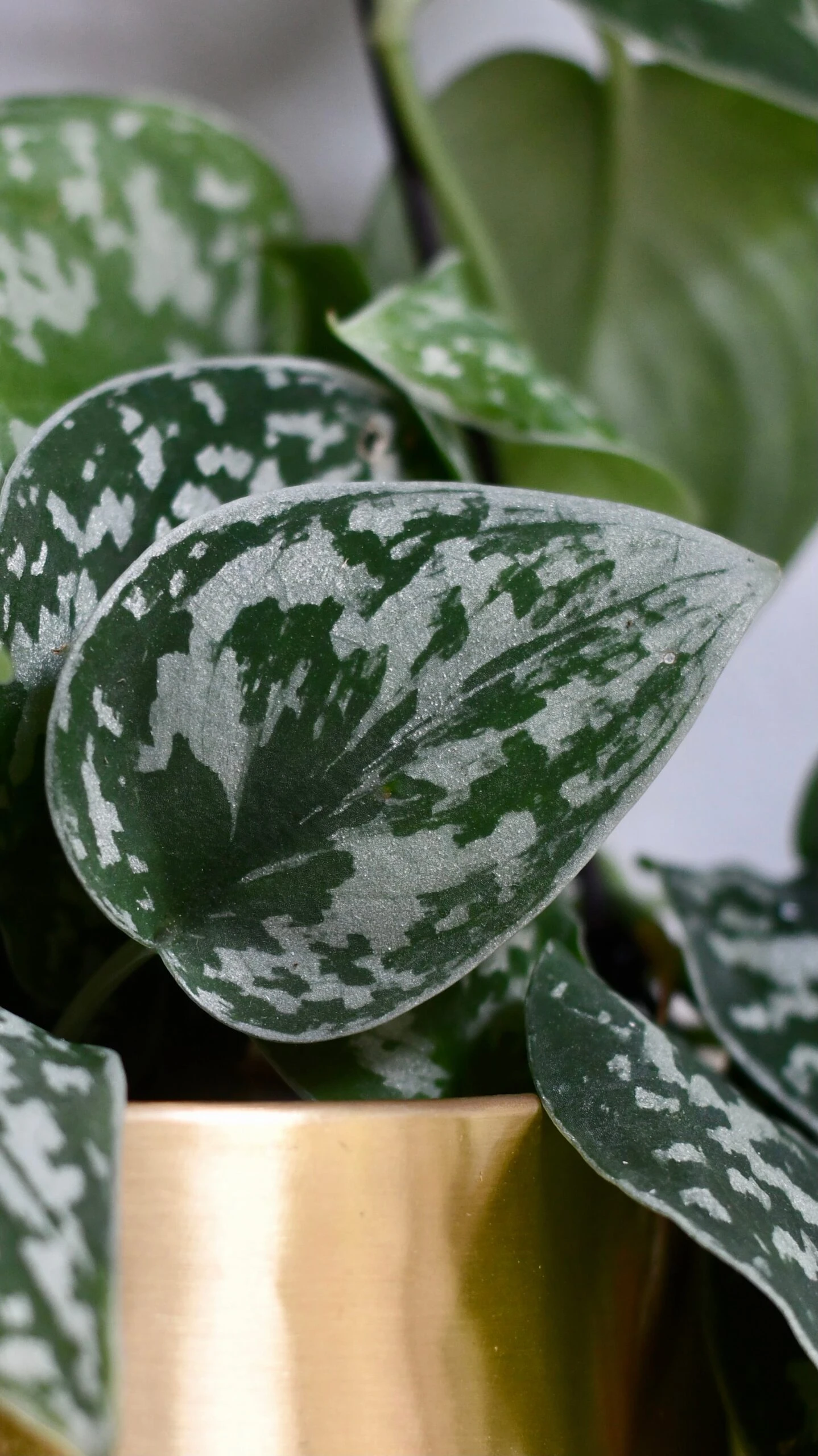 Scindapsus Pictus Argyraeus - Satin Pothos 3 Scindapsus Pictus Argyraeus - Satin Pothos - Image 3