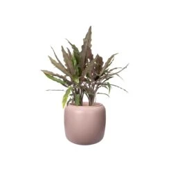 PURE BEADS POT 27cm -Plant Sale Store 98bb8d d9dac0204d83466490cab3471c278a97 mv2