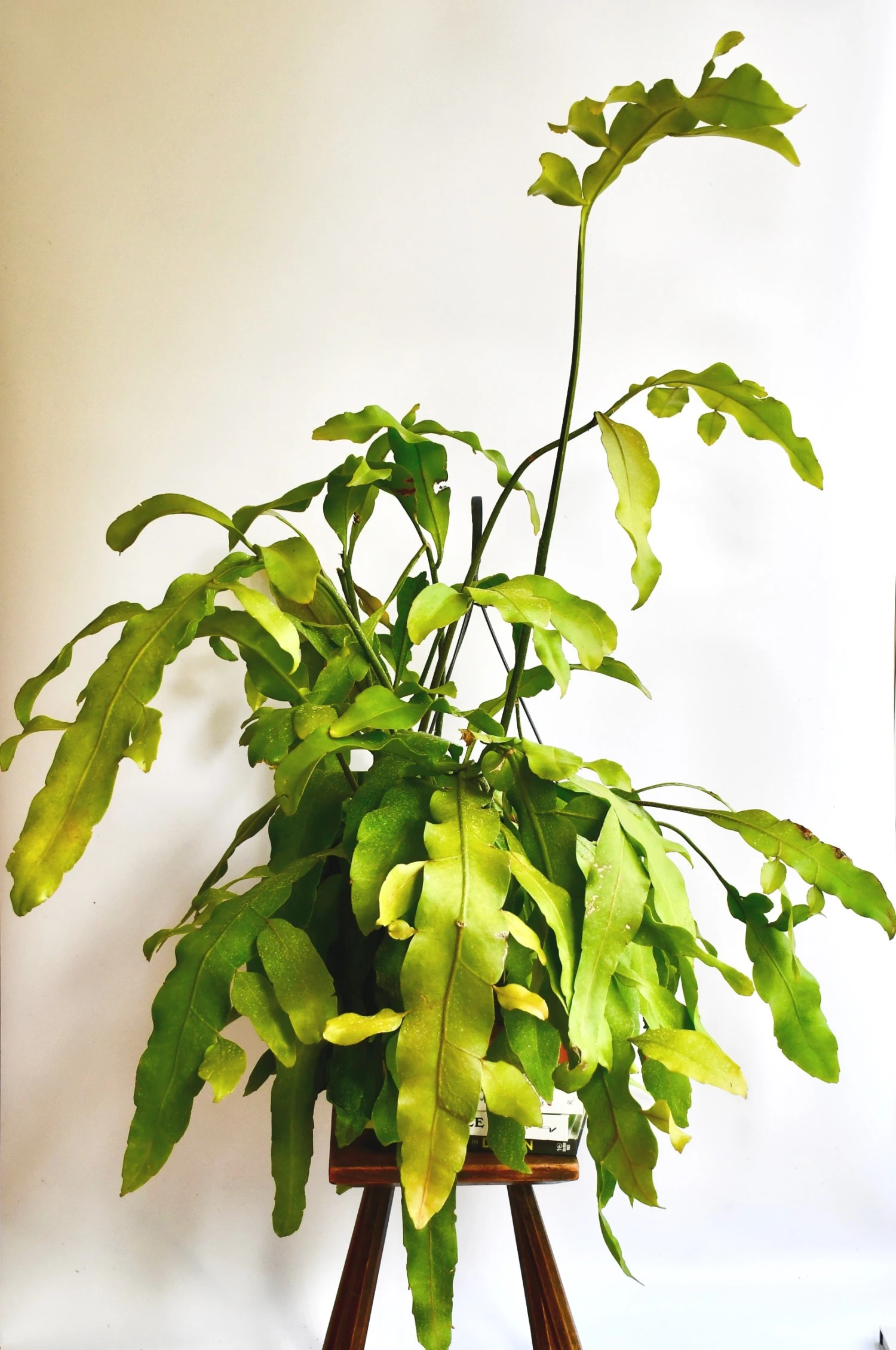 Epiphyllum 'Beavertail' 2 Epiphyllum 'Beavertail' - Image 2