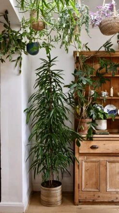 Tall Ficus Maclellandii Alii Or Large Amstel King 6 Tall Ficus Maclellandii Alii Or Large Amstel King -Plant Sale Store 98bb8d db5040bd22e5468db85daff396b14f39 mv2