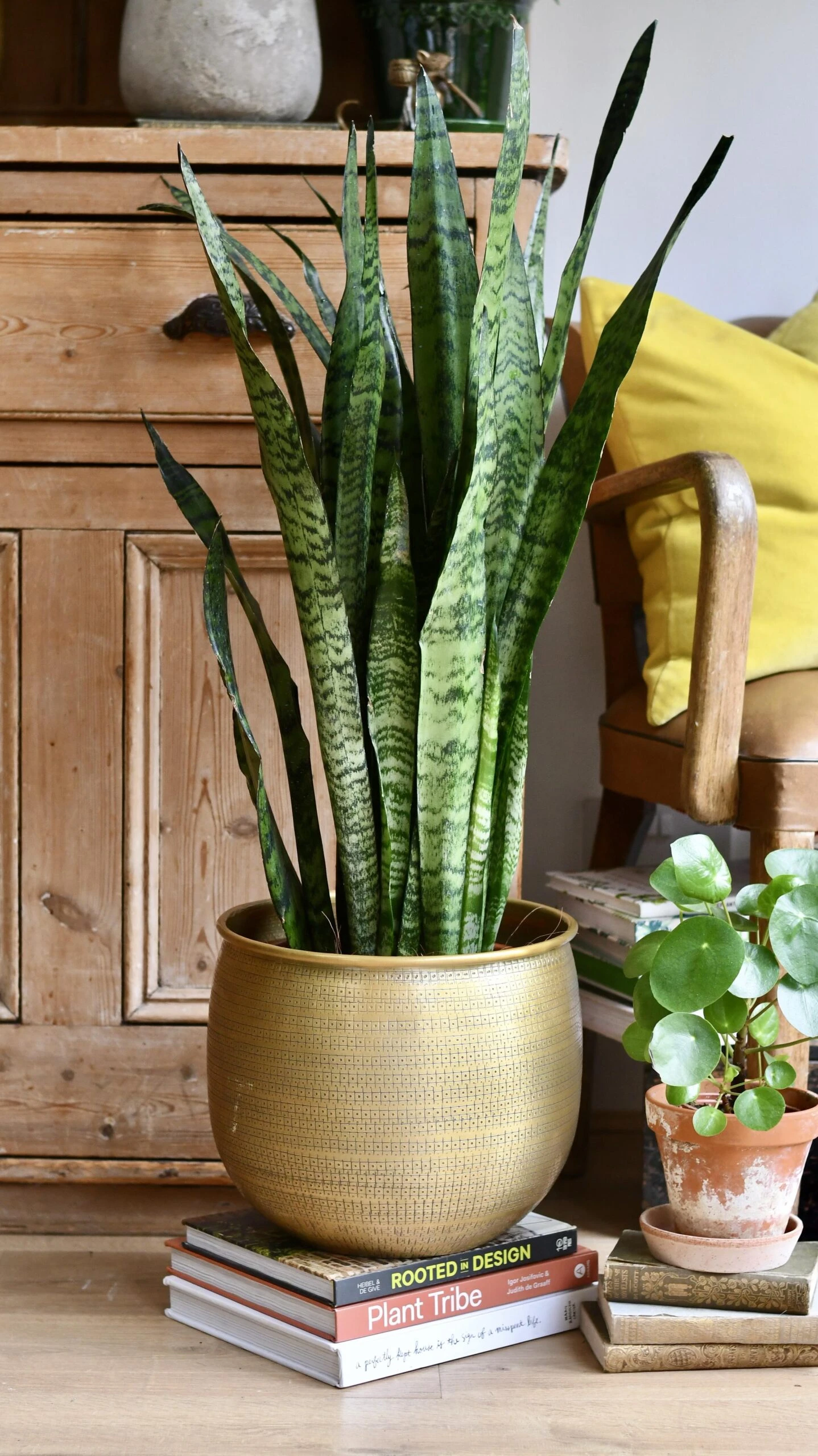 Sansevieria Trifasciata Zeylanica 1 Sansevieria Trifasciata Zeylanica