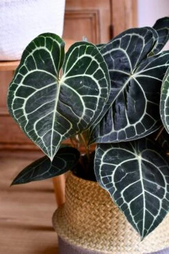 Large Anthurium Clarinervium 7 Large Anthurium Clarinervium -Plant Sale Store 98bb8d db759cf0080648c9a9a4a239d966e6ad mv2 d 3082 4624 s 4 2