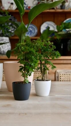 Baby Polyscias Ming Or Aralia Ming 6 Baby Polyscias Ming Or Aralia Ming -Plant Sale Store 98bb8d dba543952e2c449c92e517086f4262b3 mv2