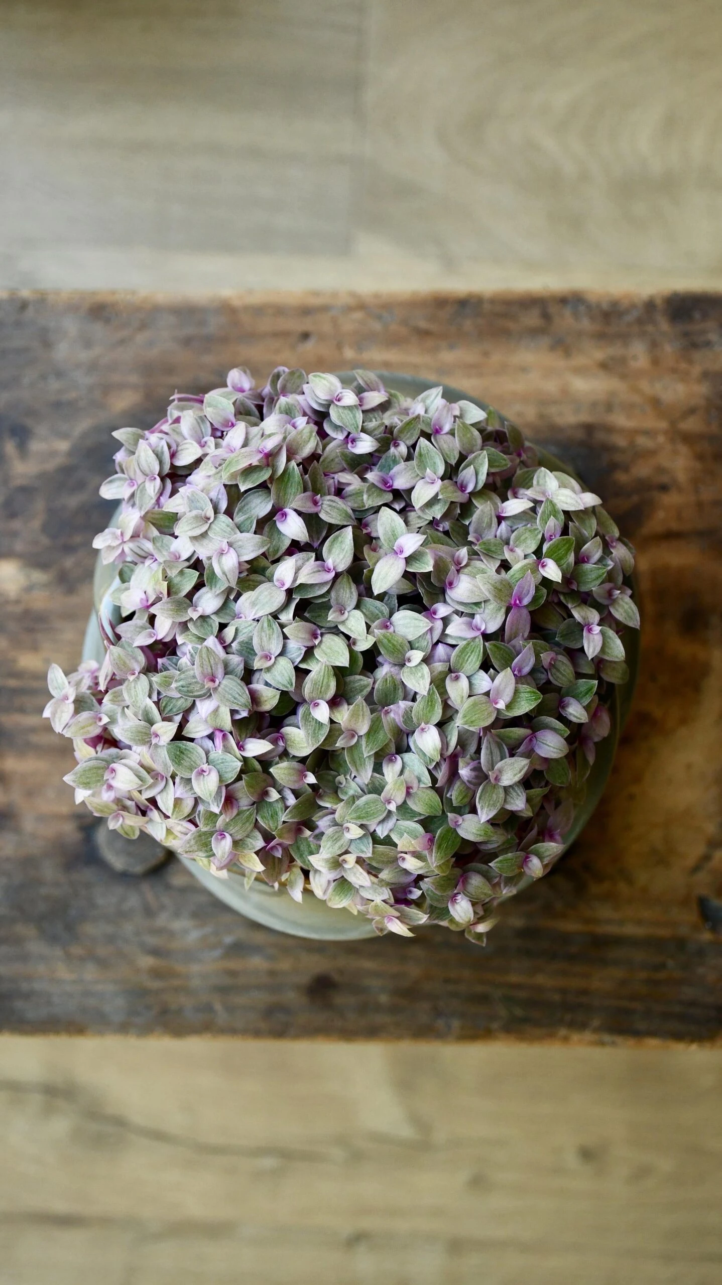 Callisia Rosato - Pink Lady 1 Callisia Rosato - Pink Lady