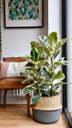 Ficus Tineke, Variegated Rubber Plant,