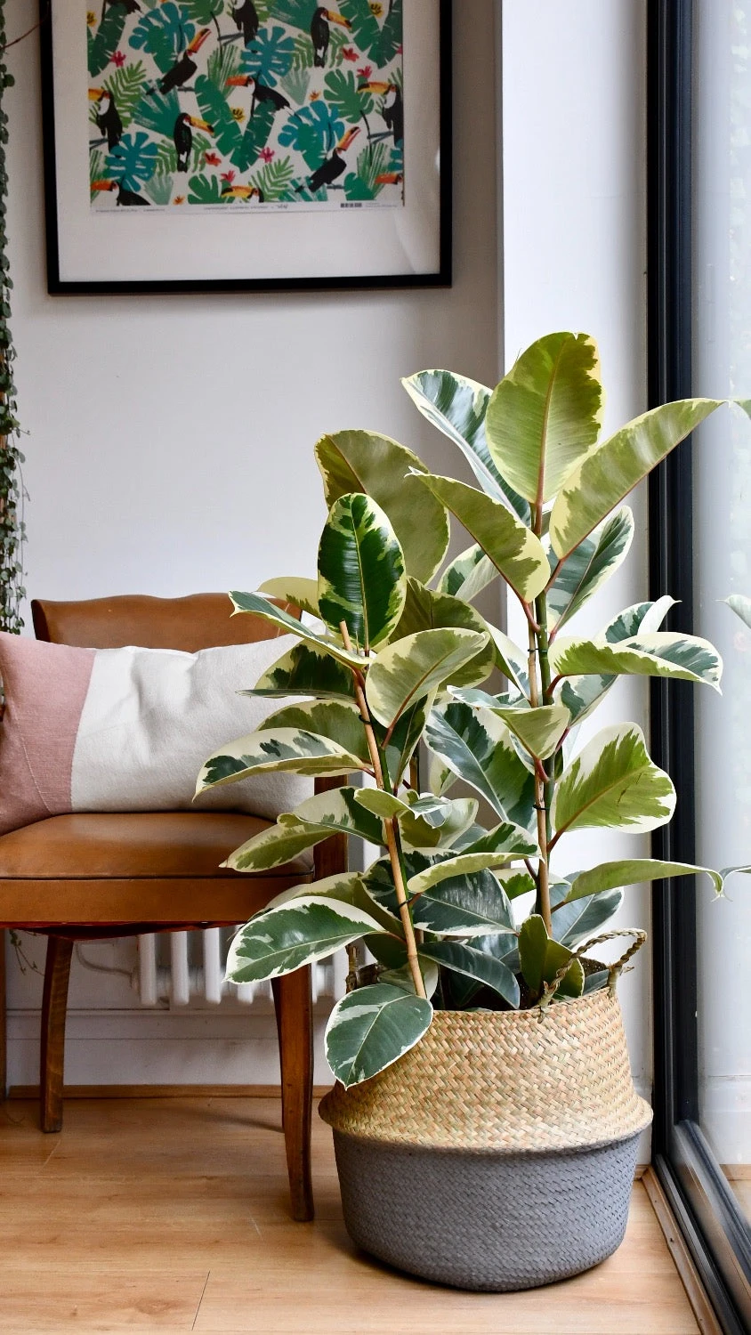 Ficus Tineke, Variegated Rubber Plant, 1 Ficus Tineke, Variegated Rubber Plant,
