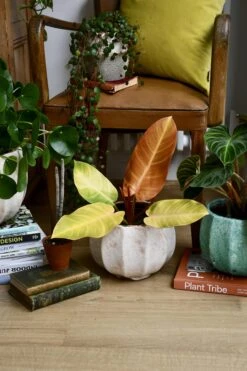 Philodendron Prince Of Orange