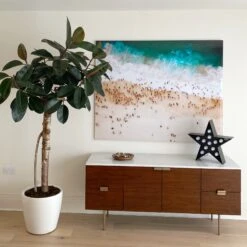 Ficus Burgundy Tree - Rubber Fig -Plant Sale Store 98bb8d dcf4f54810884b8da6f8c735a308d958 mv2