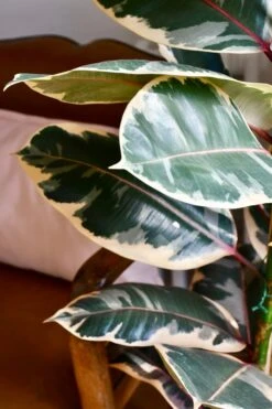 Ficus Elastica Belize - Variegated Rubber Tree -Plant Sale Store 98bb8d dd58a0635532487e9e375dd7ce6ff226 mv2 d 2848 4272 s 4 2