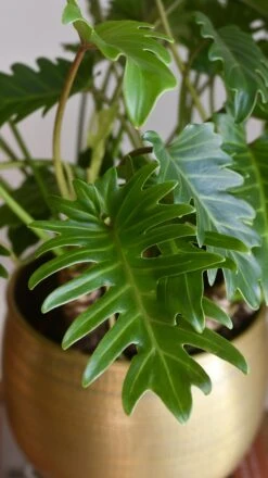 Philodendron Xanadu 'Bonsai' -Plant Sale Store 98bb8d dd71411d43ab43fe9846f641feaac9c7 mv2