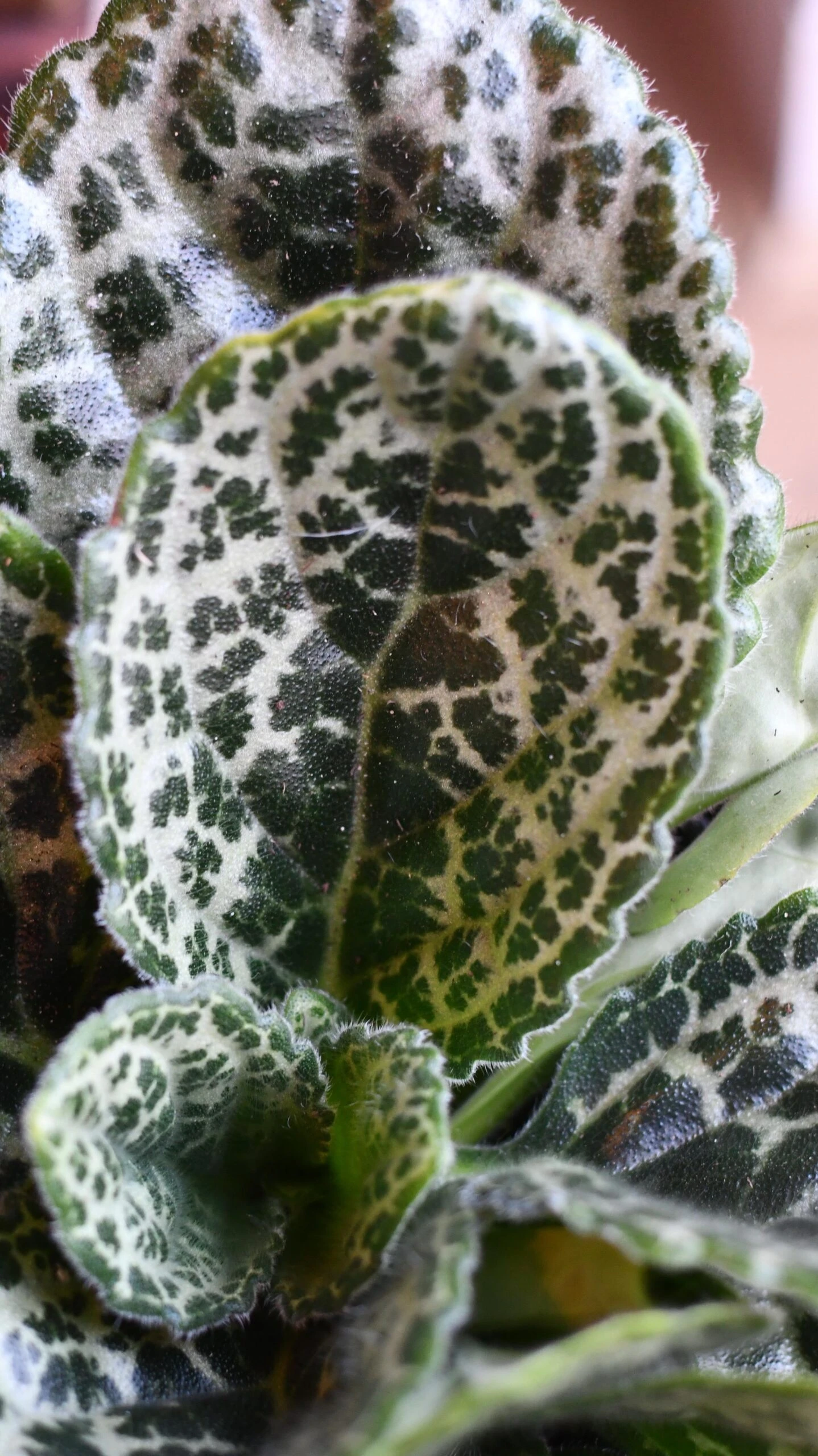 Streptocarpus Pretty Turtle 6 Streptocarpus Pretty Turtle - Image 6