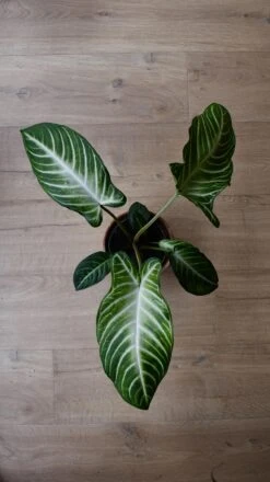 Xanthosoma Lindenii *rare* -Plant Sale Store 98bb8d e1b1338427f645a5b1d304165a77ee38 mv2
