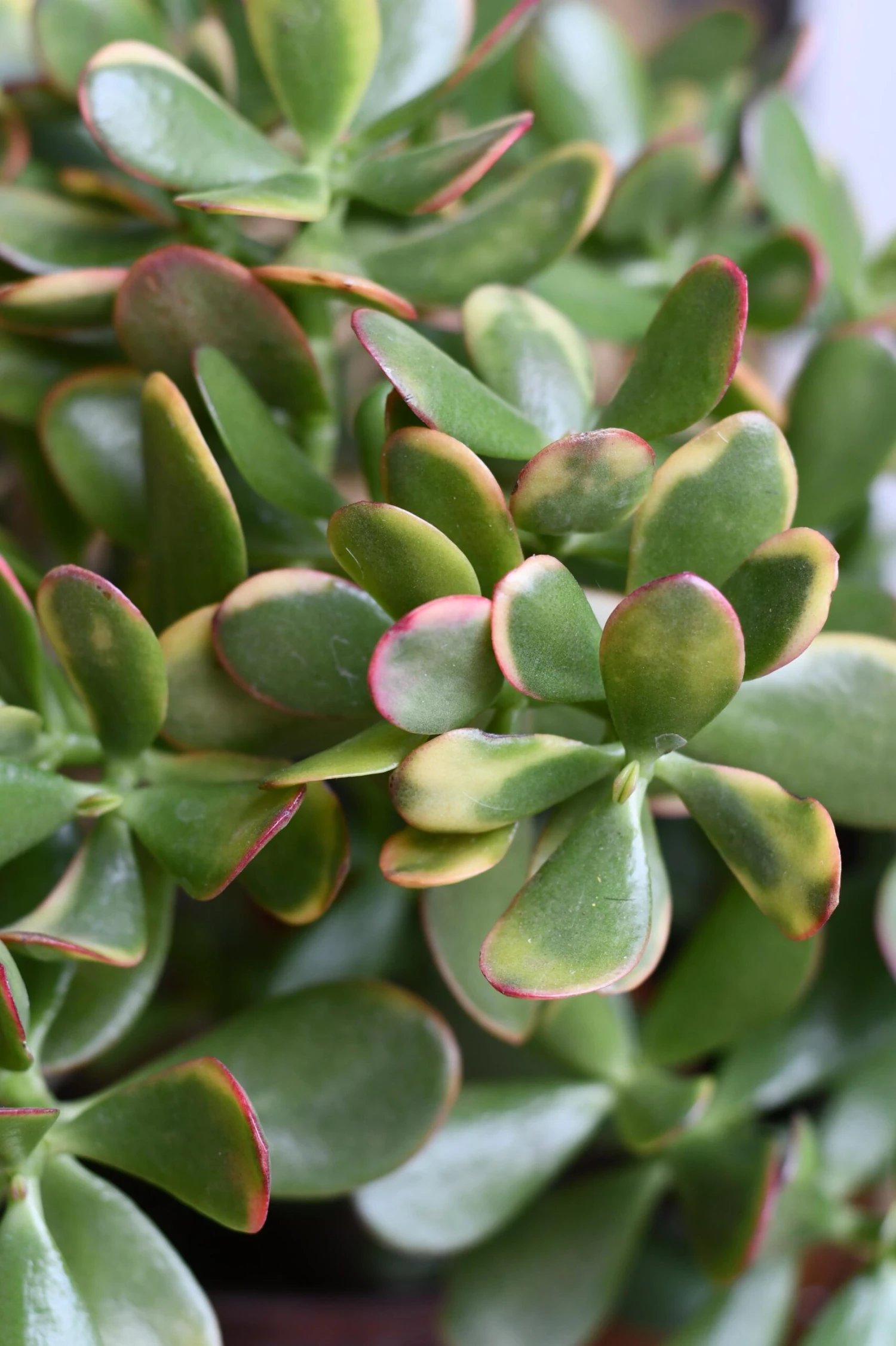 Crassula Ovata Hummels Sunset 2 Crassula Ovata Hummels Sunset - Image 2