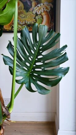 XXL Monstera Deliciosa - Elegant Stem Form -Plant Sale Store 98bb8d e29eeacf8409493bbd9238dbad9e4e8c mv2
