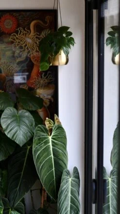 Philodendron Scandens And Atsu Brass Hanging Planter -Plant Sale Store 98bb8d e2d0b55b9d9b4eae9d0b47b416b1f437 mv2