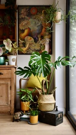 Medium Monstera Deliciosa (Elegant Stem Form) 19 Medium Monstera Deliciosa (Elegant Stem Form) -Plant Sale Store 98bb8d e2fc0add883f4d7eb1b34c42d7632bf1 mv2