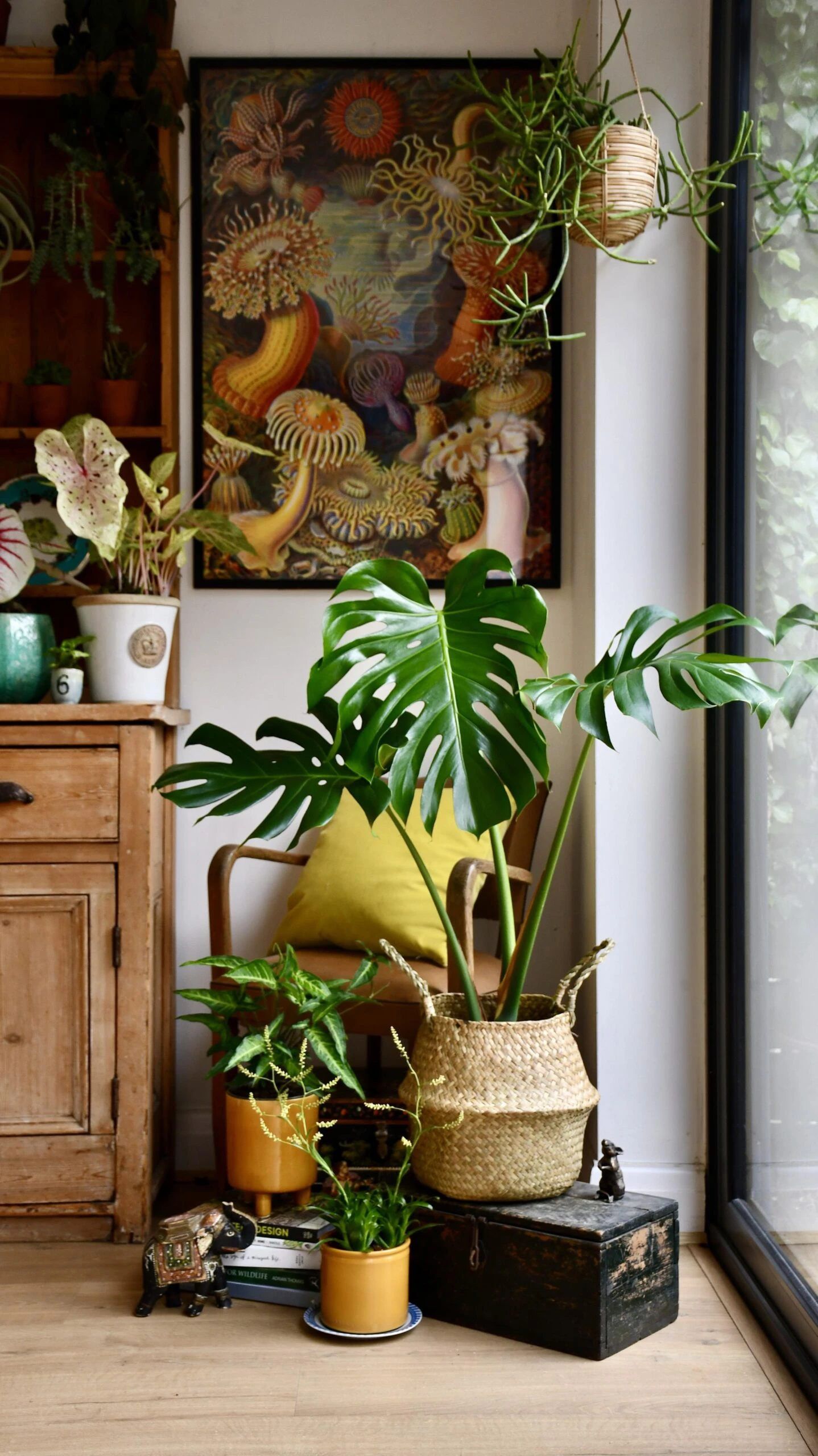 Medium Monstera Deliciosa (Elegant Stem Form) 8 Medium Monstera Deliciosa (Elegant Stem Form) - Image 8