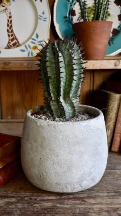 Euphorbia Horrida (African Milk Barrel)
