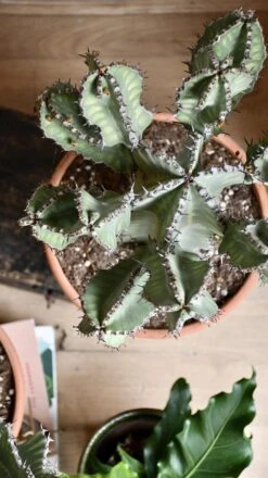 Euphorbia Cooperi -Plant Sale Store 98bb8d e3a9ded851ac437a9b45ac88d4b00b72 mv2