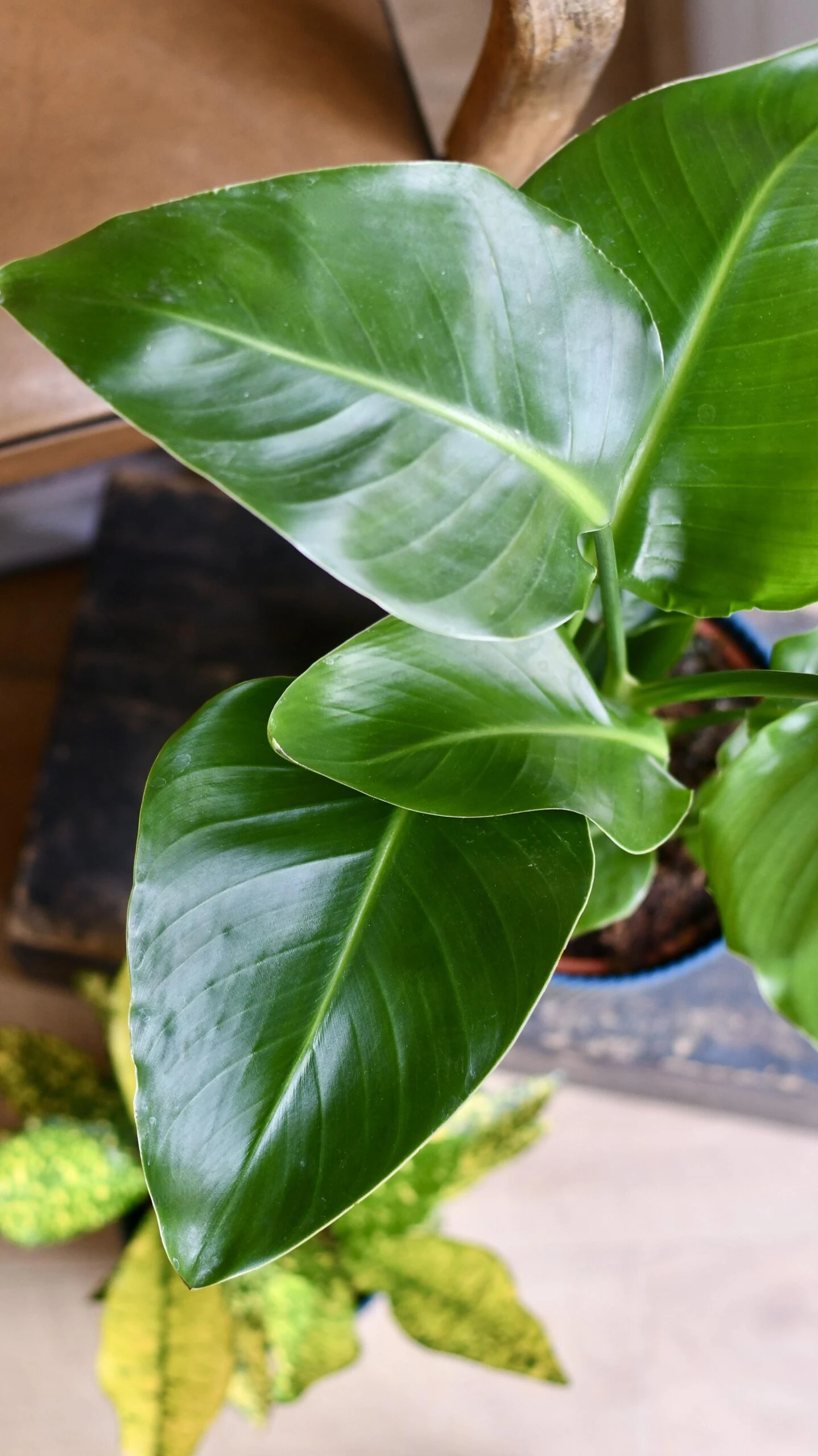 Strelitza Nicolai - White Bird Of Paradise And Vibes Pot 2 Strelitza Nicolai - White Bird Of Paradise And Vibes Pot - Image 2