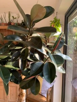 Ficus Burgundy Tree - Rubber Fig -Plant Sale Store 98bb8d e540af31476c4169aa8ab37fd2f2a557 mv2