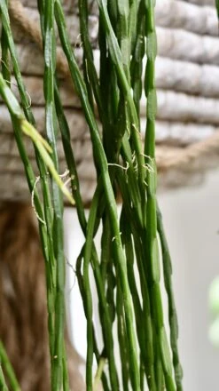 Rhipsalis Paradoxa - Chain Cactus 7 Rhipsalis Paradoxa - Chain Cactus -Plant Sale Store 98bb8d e566cb7563d3410db243cbfc9b40f43b mv2