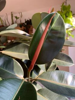 Ficus Burgundy Tree - Rubber Fig -Plant Sale Store 98bb8d e5eb10f80ee645fb8e097b97cb784922 mv2