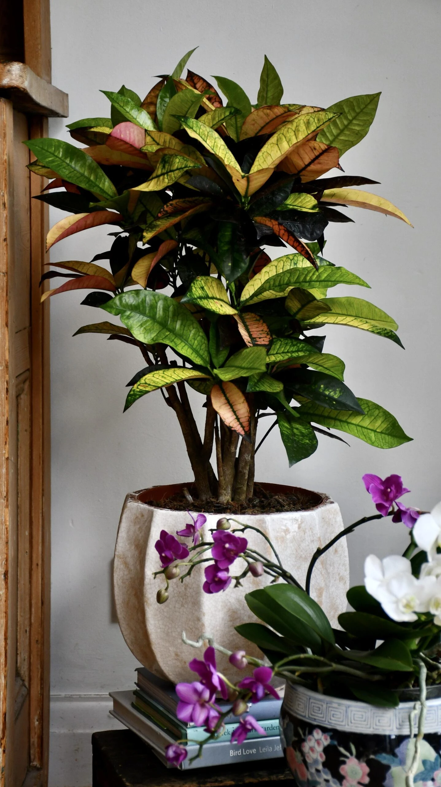 Small Codiaeum 'Mrs Iceton' 2 Small Codiaeum 'Mrs Iceton' - Image 2