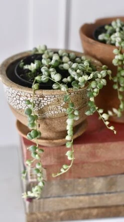 Variegated String Of Pearls -Plant Sale Store 98bb8d e7bf19b385d745648c1ed664e71a1ac0 mv2