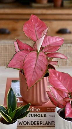 Aglaonema Pink Star And Vibes Pot -Plant Sale Store 98bb8d e802e754fa6444fb86c26c349572970d mv2