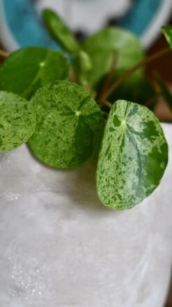 Pilea Mojito - Variegated Pilea Peperomioides *very Rare* -Plant Sale Store 98bb8d e8c83d77d9ef458281ddf6cb3f3c628e mv2