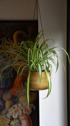 Chlorophytum Comosum, Spider Plant