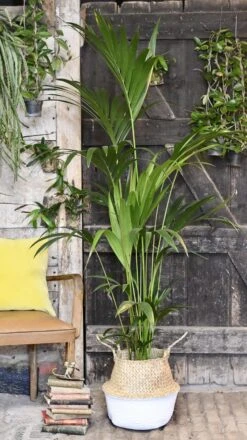 Kentia Palm (Howea Forsterian) 13 Kentia Palm (Howea Forsterian) -Plant Sale Store 98bb8d e9a6725a2d964fdba9b4ee076c987538 mv2