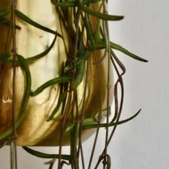 Atsu Brass Hanging Planter 10cm Wide -Plant Sale Store 98bb8d e9f56ceb19ef430783c8dc0d7e771f04 mv2 97f9cffe 4aea 4a24 b2bf e3d1090f4668