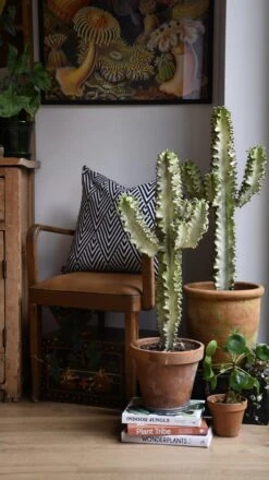 Euphorbia Erytrea Variegata 10 Euphorbia Erytrea Variegata -Plant Sale Store 98bb8d ea838cc0c507497784ea03953e2a2df7 mv2