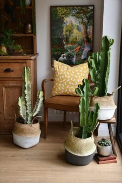 Euphorbia Ingens (Cowboy Cactus) -Plant Sale Store 98bb8d ead811303f5a48498a3c24268e644475 mv2 d 3712 5568 s 4 2