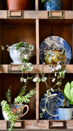 Variegated String Of Hearts | Ceropegia Woodii | Ceropegia Linearis Subsp. Woodii 11 Variegated String Of Hearts | Ceropegia Woodii | Ceropegia Linearis Subsp. Woodii -Plant Sale Store 98bb8d ed7ae21d72ba48c085a15b609e8899a2 mv2