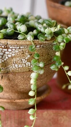 Variegated String Of Pearls -Plant Sale Store 98bb8d ed7cb9179e9b4fa4b3287b136d900ae3 mv2