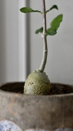 Plant Sale Store -Plant Sale Store 98bb8d ed894d04521c472a9718d2b9bad8087b mv2