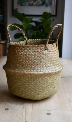 Dracaena Anita Tree 7 Dracaena Anita Tree -Plant Sale Store 98bb8d ef9be3e080b445499af19092f510030d mv2 c09cdf17 8b93 450a 88f2 f01ab8c8a479