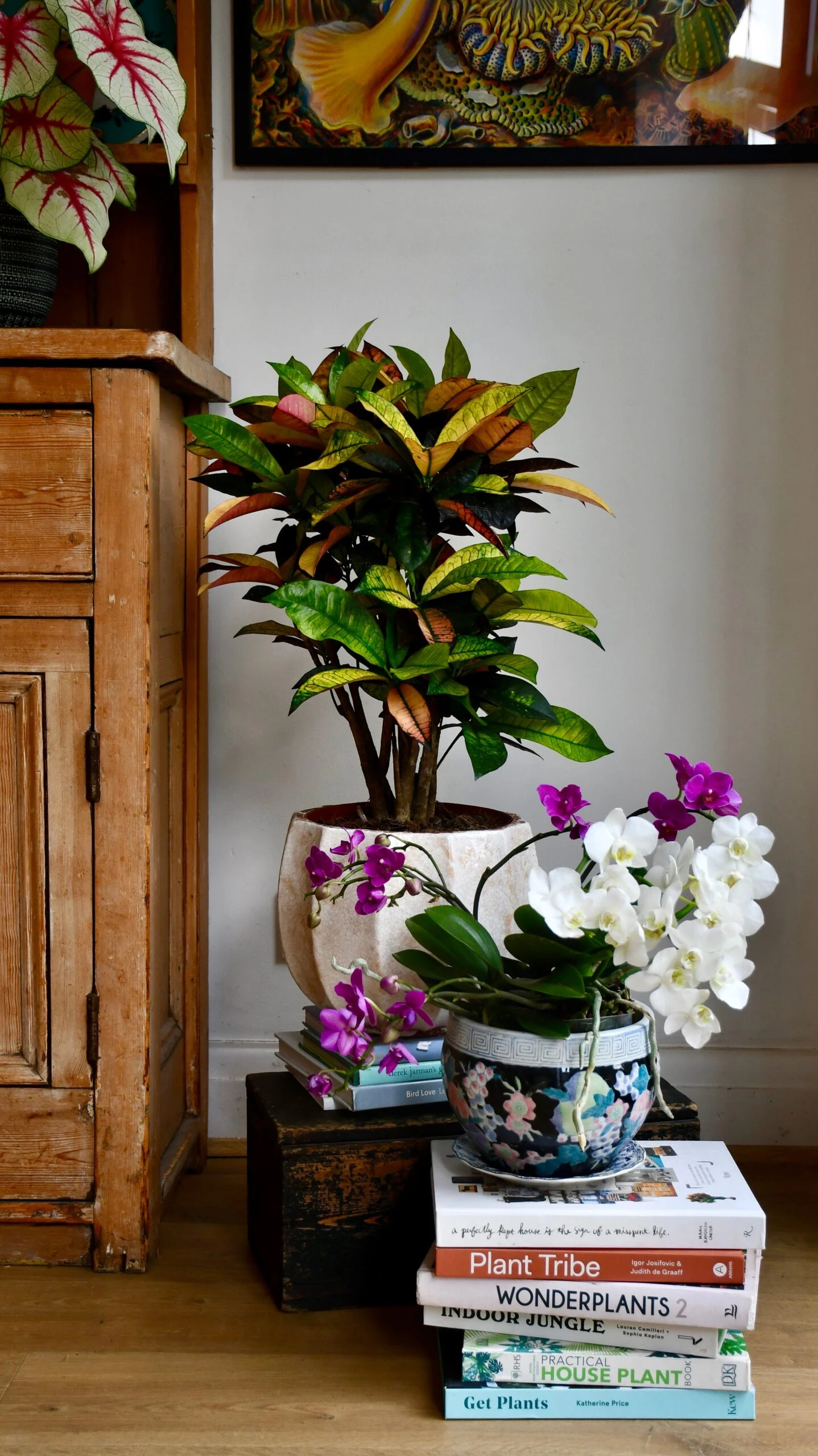 Small Codiaeum 'Mrs Iceton' 1 Small Codiaeum 'Mrs Iceton'