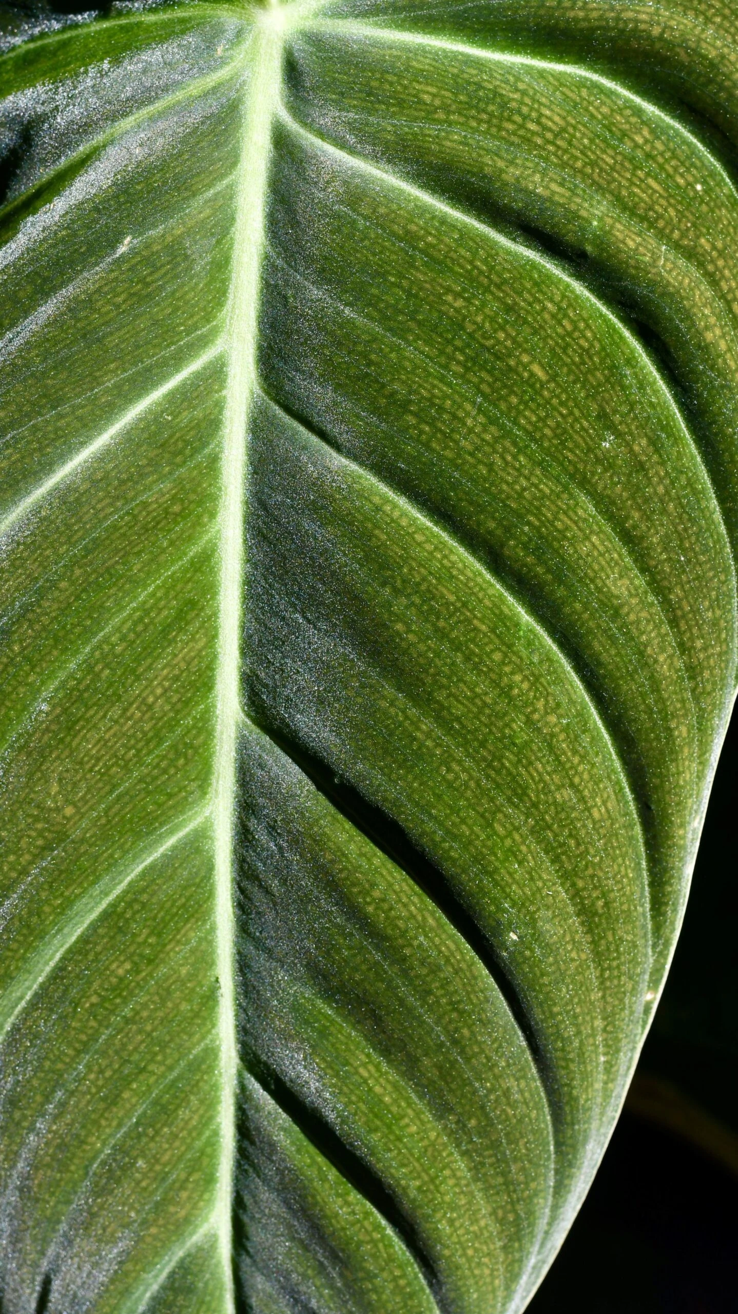 Philodendron Melanochrysum 4 Philodendron Melanochrysum - Image 4
